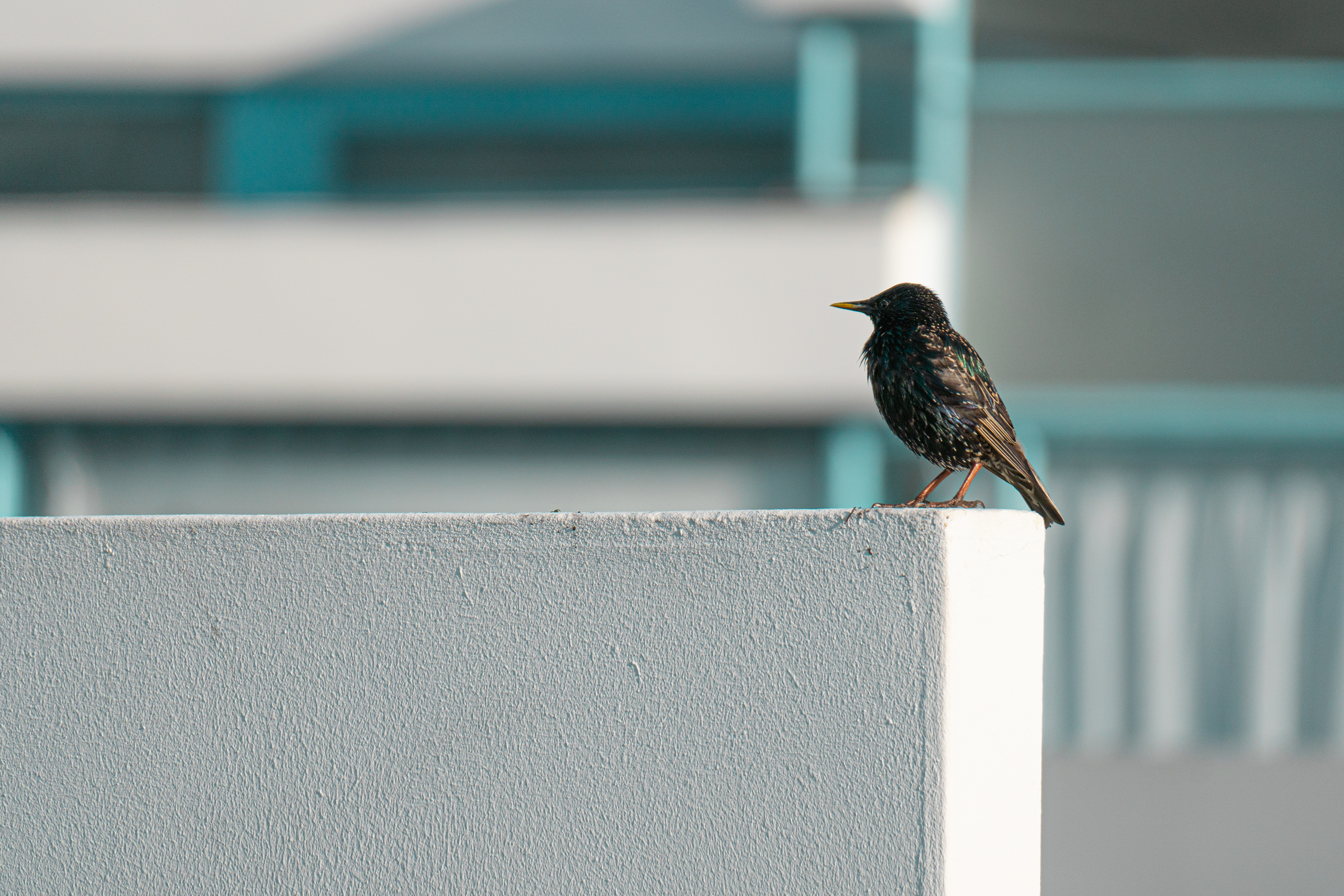 Sparrow on a ledge
