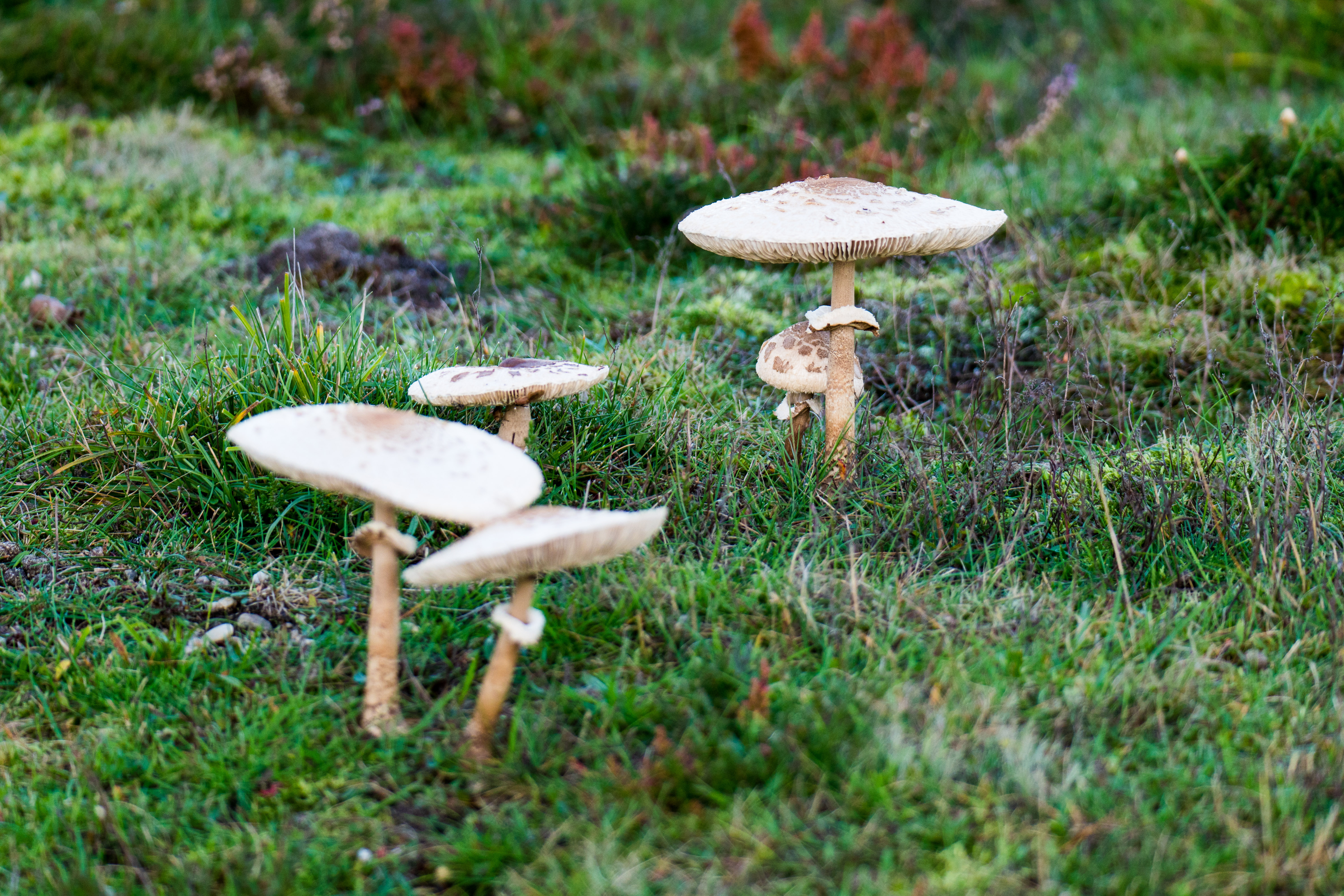 Flathead Mushrooms in a field
