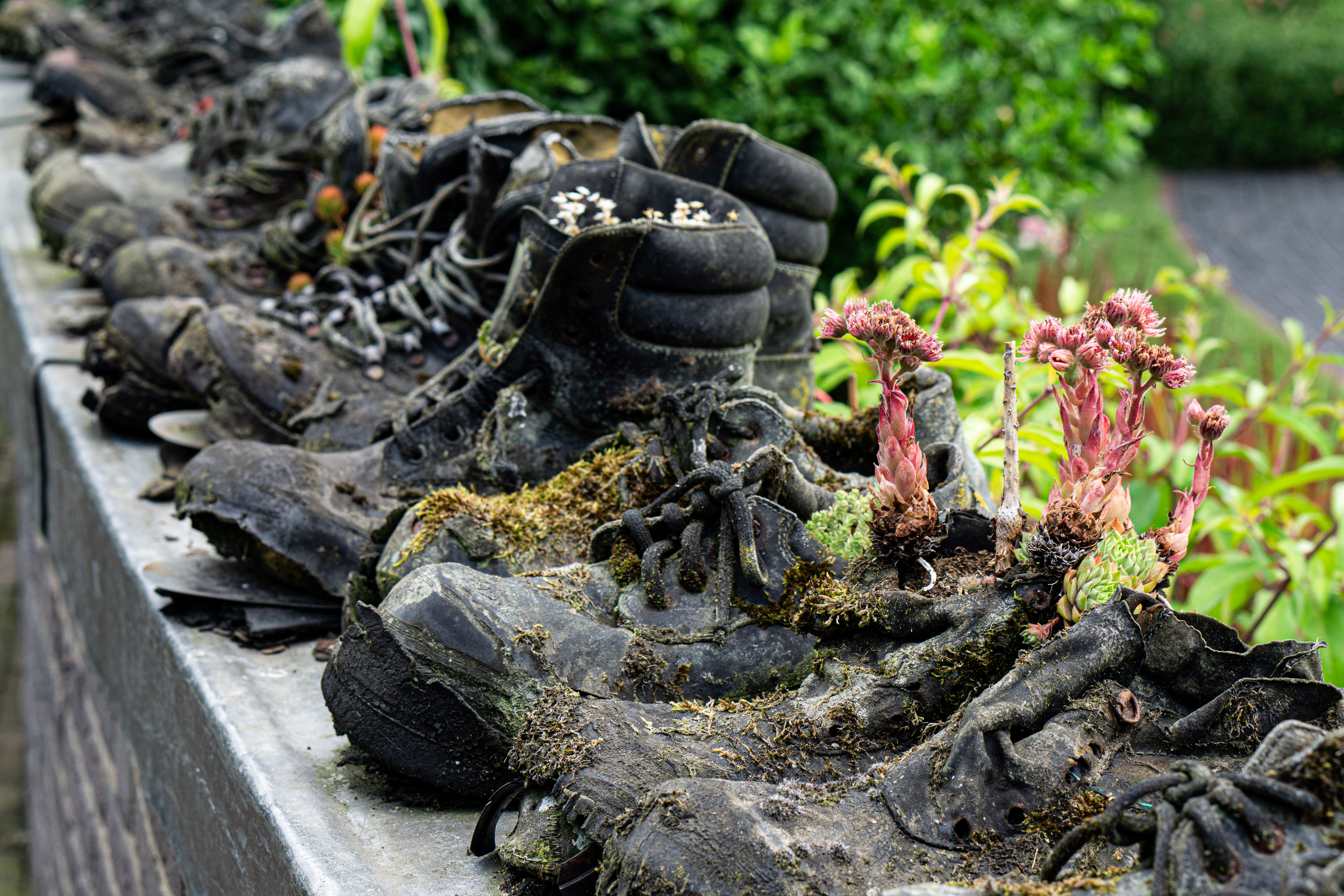Old shoes used as plantpots