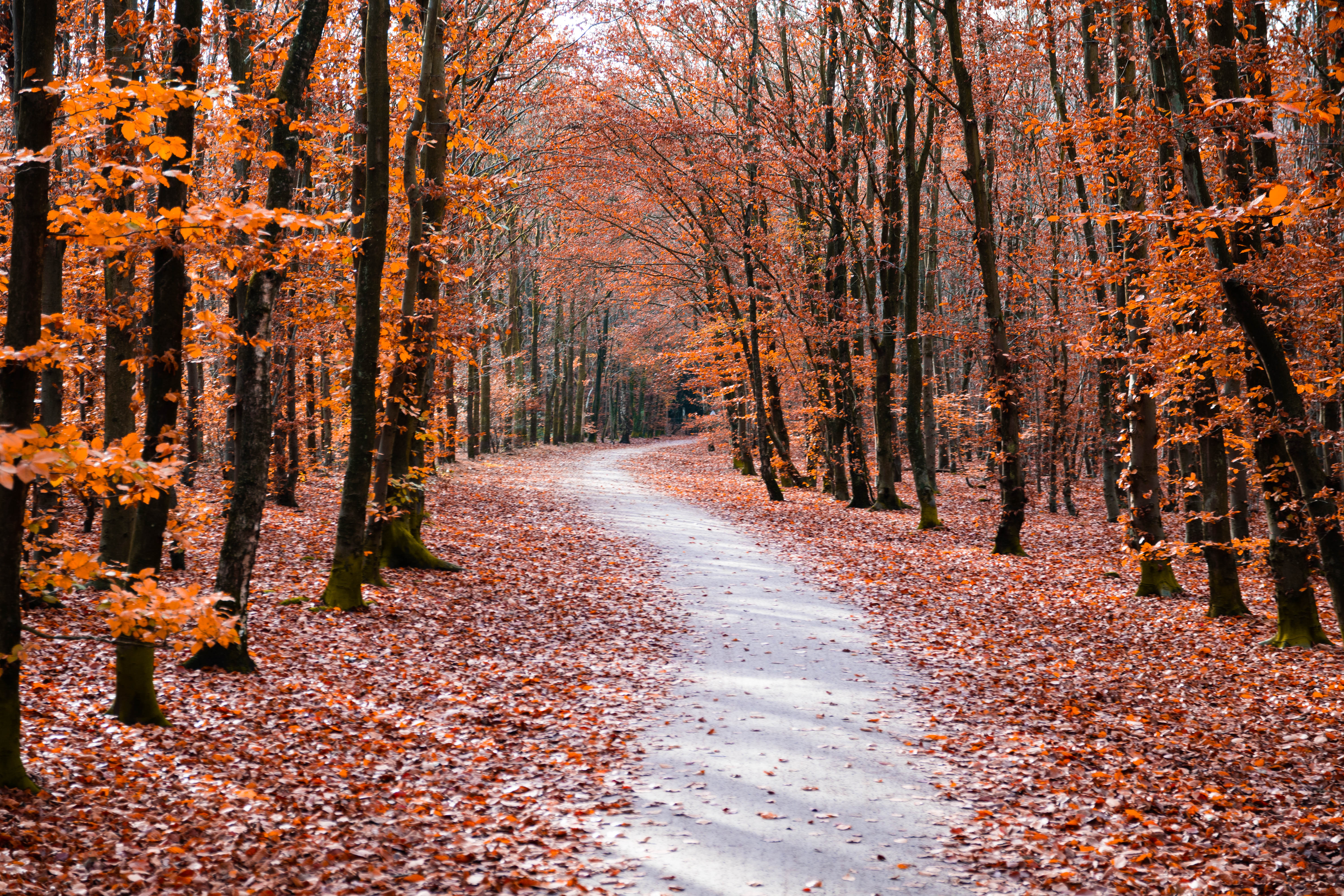 Trees alongside a path in autumn